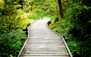 trail_path_sidewalk_walkway_macro_wood_trees_forest_woods_1920x1200
